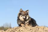 CHIEN FINNOIS DE LAPONIE 018